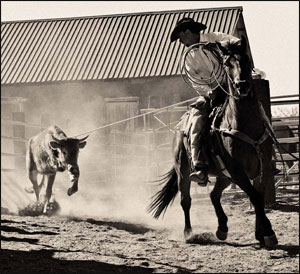 cattle roping