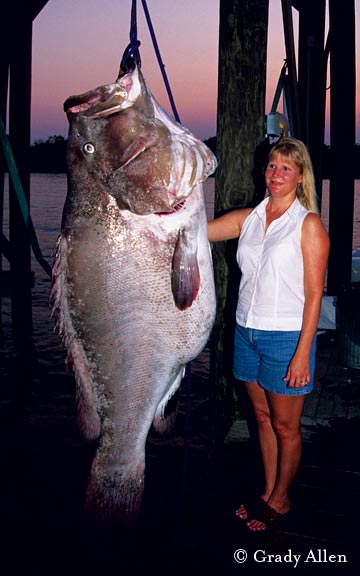 large saltwater fish