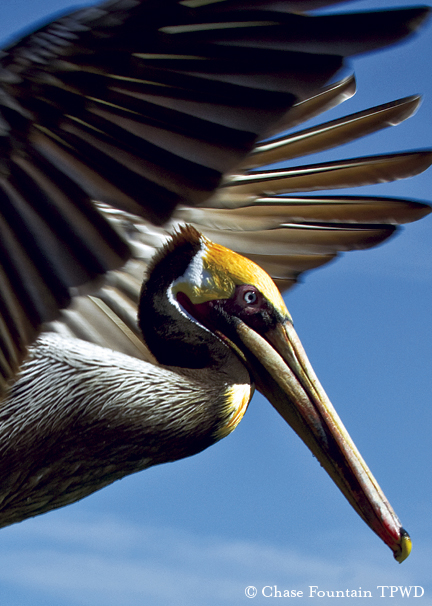 Brown pelican