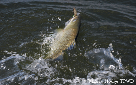 landing a fish