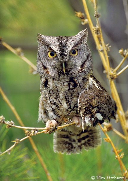 western screetch owl