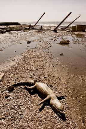 Ike impacted many wildlife species like this dead alligator