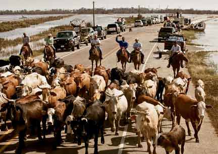 moving cattle to new areas after the storm's passing