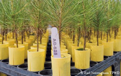 Loblolly pines