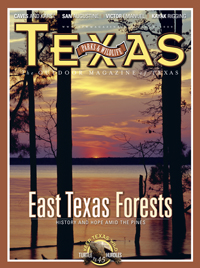 June 2009 cover image loblolly pines at Sam Rayburn