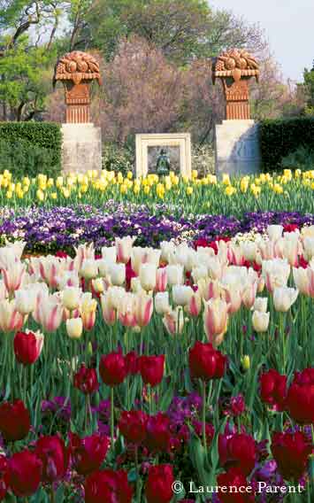 tulips in bloom