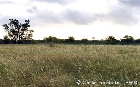 Native Grassland