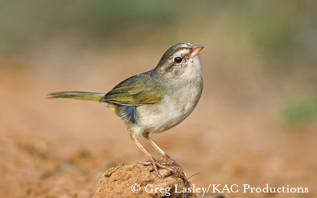 Olive sparrow