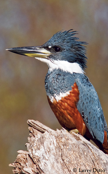 Ringed Kingfisher