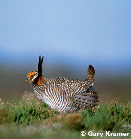 lessor prairie-chicken