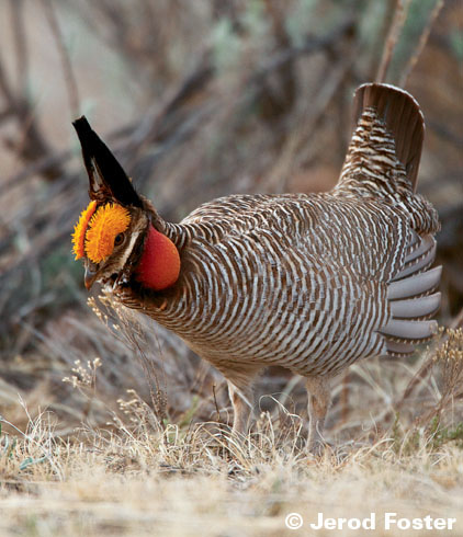 lessor prairie-chicken
