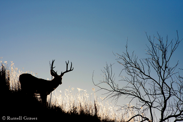 mule deer