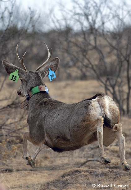 ear-tagged mule deer