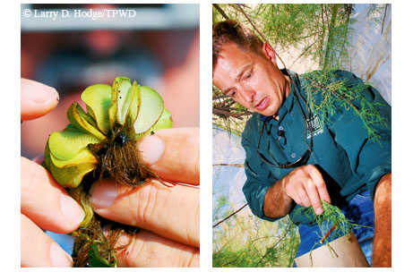 Photo by Larry Hodge