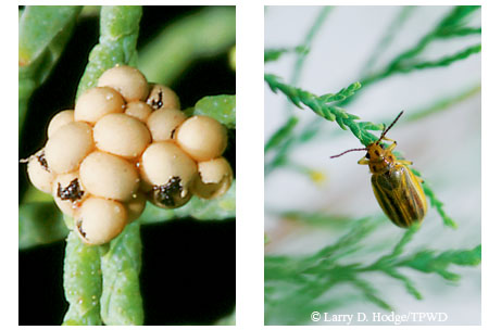 Photo by Larry Hodge