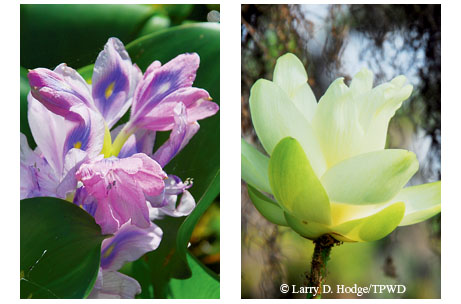 Photo by Larry Hodge