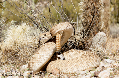 Photo by Bruce D. Taubert