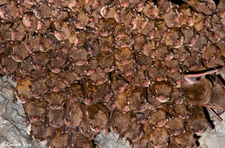 Geomyces Destructans