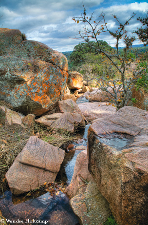 Photo by Wendee Holtcamp