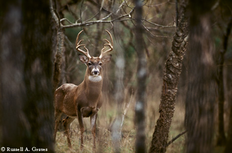 Photo by Russel A. Graves