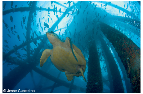 A loggerhead turtle swims through a gas production platform near the East Texas Flower Garden reef.