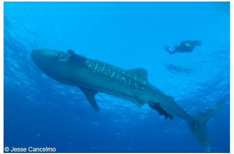 Whale shark at Stetson Bank in the Gulf of Mexico.