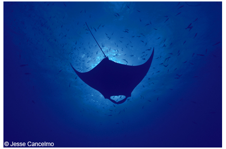 A majestic manta ray glides above the East Texas Flower Garden reef.