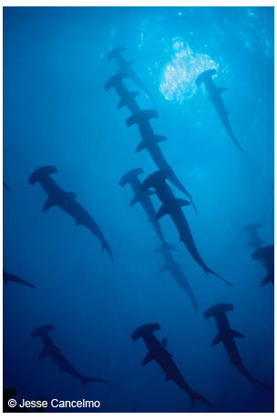Scalloped hammerhead sharks school at the East and West Flower Garden Banks during winter months.