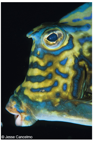 The scrawled cowfish has a distinctive shape with blue patterns over its body