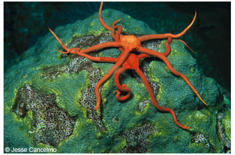 Ruby red brittle stars are nocturnal creatures that become aroused when the coral spawns.