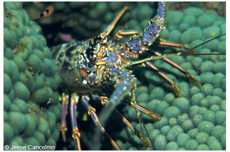 Normally nocturnal spiny lobsters are often seen during the day at Stetson Park