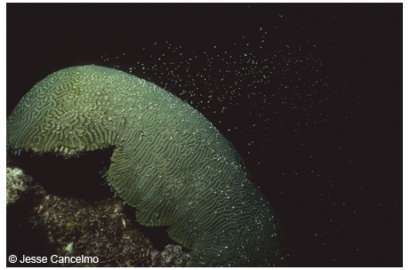 Brain coralheads at the East Flower Gardens Bank erupt with spawn seven to 10 nights after the August full moon.