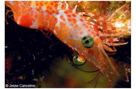 Red night shrimp are seen during night dives at the East and West Flower Garden Banks.