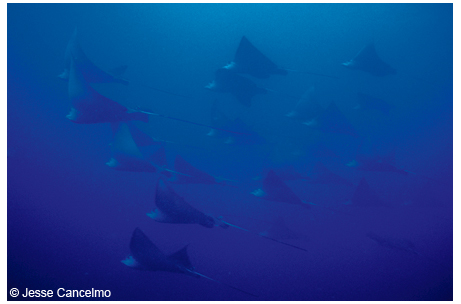 Formations of spotted eagle rays cruise through the East and West Flower Garden reefs in winter.