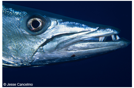 Barracudas are known for their lightening speed and intimidating dentures.