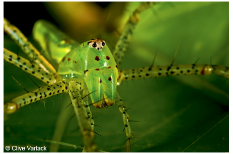 Green lynx spiders <em>(Peucetia viridans)</em> have been observed on the same leaf for three days, waiting for prey.