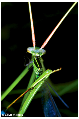 A praying mantis <em>(Mantis religiosa)</em> consuming a freshly caught damselfly.