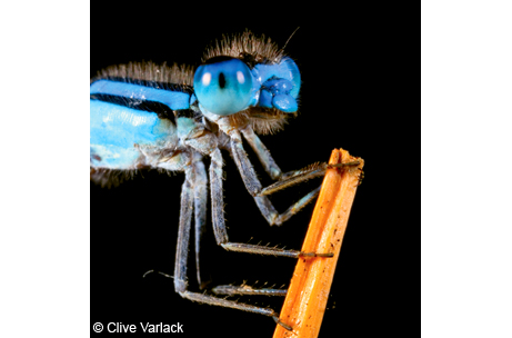 A doubleday bluet <em>(Enallagma doubleday)</em> waits on a grass stalk for an unsuspecting flying insect to come close before pouncing on them.