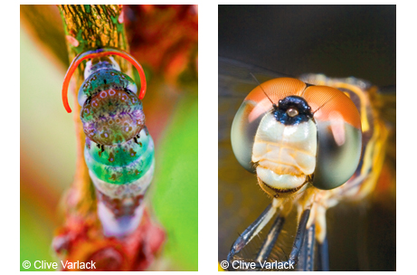 Left figure-Giant swallowtail butterfly butterfly caterpillar <em>(Papilio cresphontes)</em>, with defensive osmeterium fully extended; Right figure-the rusty skimmer dragonfly face <em>(Paltothemis lineatipes)</em>, displays mesmerizing behavioral antics.