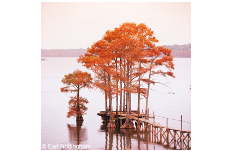 A dock and cypress trees in fall color at Caddo Lake.