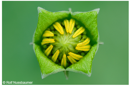 Squarebud daisy <em>(Tetragonotheca texana)</em> flower bud opening