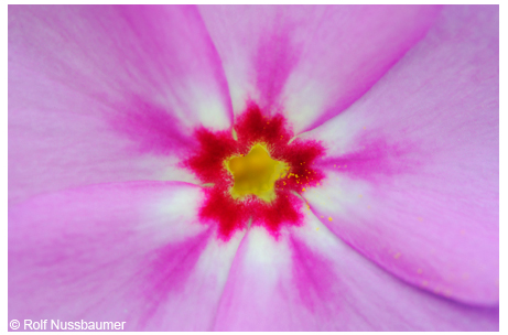 Phlox <em>(Phlox sp)</em>, closeup of center of flower