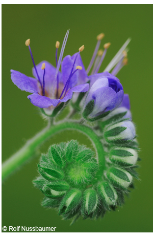 Blue curls <em>(Phacelia congesta)</em>, blossom