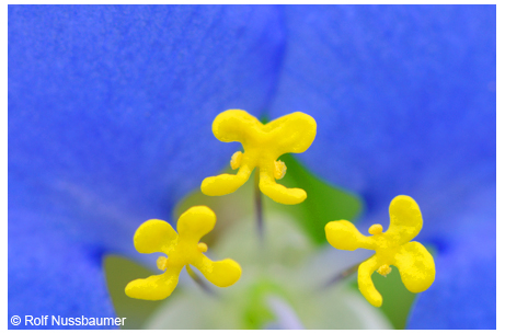 Dayflower <em>(Commelina erecta)</em>, whose stamens look like little butterflies