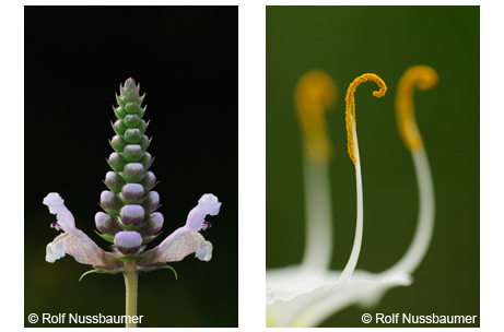 Left figure-Rattlesnake flower <em>(Brazoria truncata)</em>; Right figure-Texas spider lily <em>(Hymenocallis liriosme)</em>