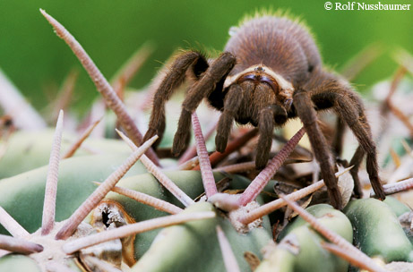 Tarantula+eyesight