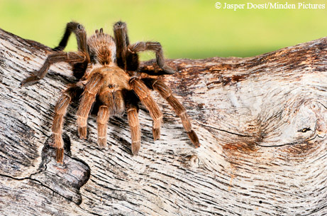 Tarantula+eyesight