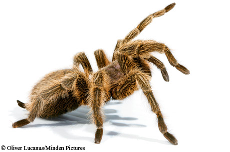 © Oliver Lucanus/Minden Pictures
