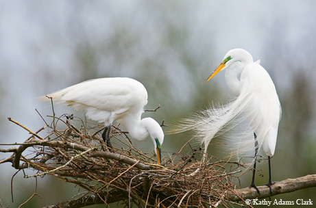 Photo by Kathy Adams Clark