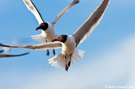 Photo by Kathy Adams Clark